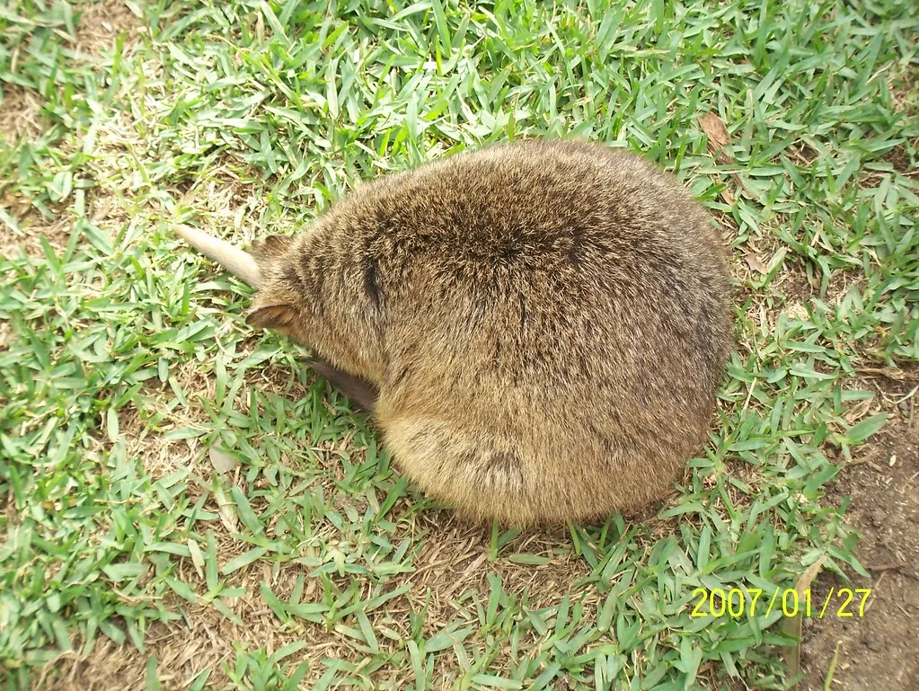 Maratón Kangaroo Island